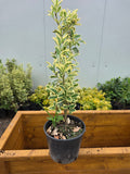 Euonimus Japonicus Bravo 50-60 cm inaltime.