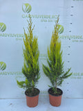 Leylandii Gold Crest 90-100 cm C3