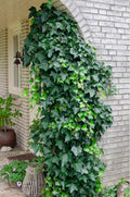 Iedera - Hedera helix 30-40 cm