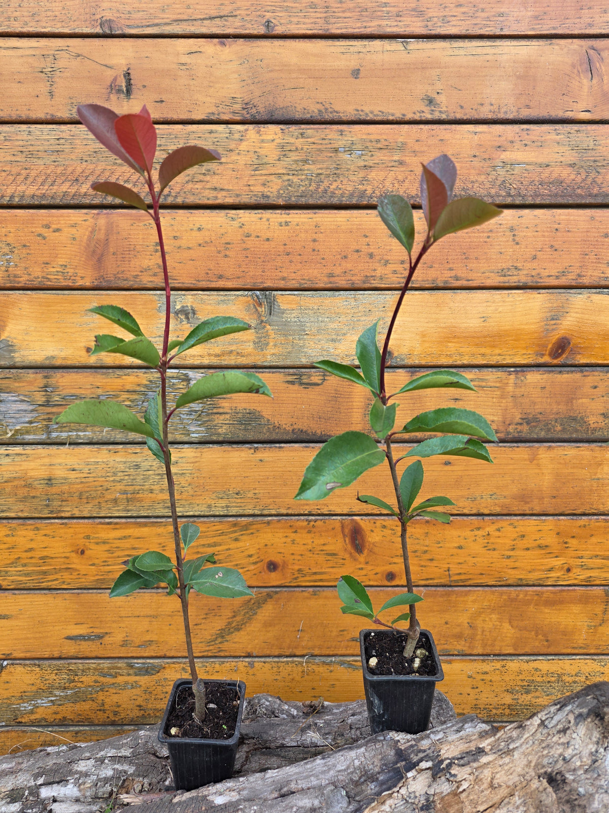 Photinia Red Robin 35-40 cm