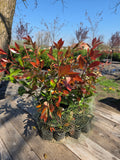 Pachet 25 plante Photinia Red Robin  20-25 inaltime.