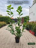 Laur Englezesc Novita 110-130 cm,multiple ramificatii C4