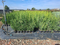 Leylandii  100-120 cm inaltime C3.