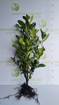 Prunus Laurocerasus Novita 70-90 cm inaltime,radacina libera