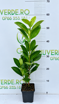 Prunus Laurocerasus Novita 45-50 cm inaltime P9