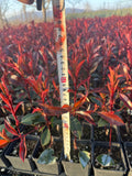 Photinia red robin butasi 20 cm la ghiveci