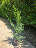 Leylandii Cupressocyparis  80-100 cm C3