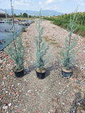 Cupressus Arizonica 90-100 cm inaltime.