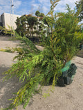 Leylandii GOLD RIDER  pachet 25 plante 70-80 cm inaltime P7.