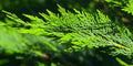 Leylandii PACHET 20 plante,70-80 cm inaltime. P7 + ingrasamant gratuit.