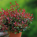 Photinia Little Red Robin 20-25 cm inaltime P7.