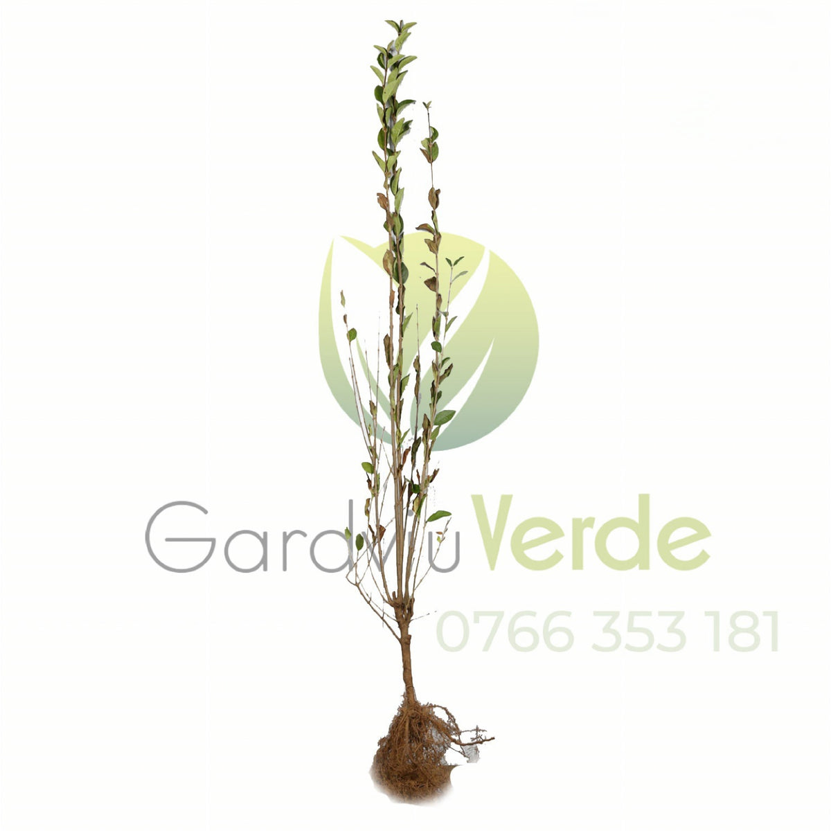 Gard Viu Lemn Câinesc 80-100 cm - [anul 2]