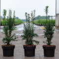 Taxus media Hicksii 30-40 cm inaltime.