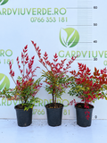 Nandina Domestica (Bambus Sfant)