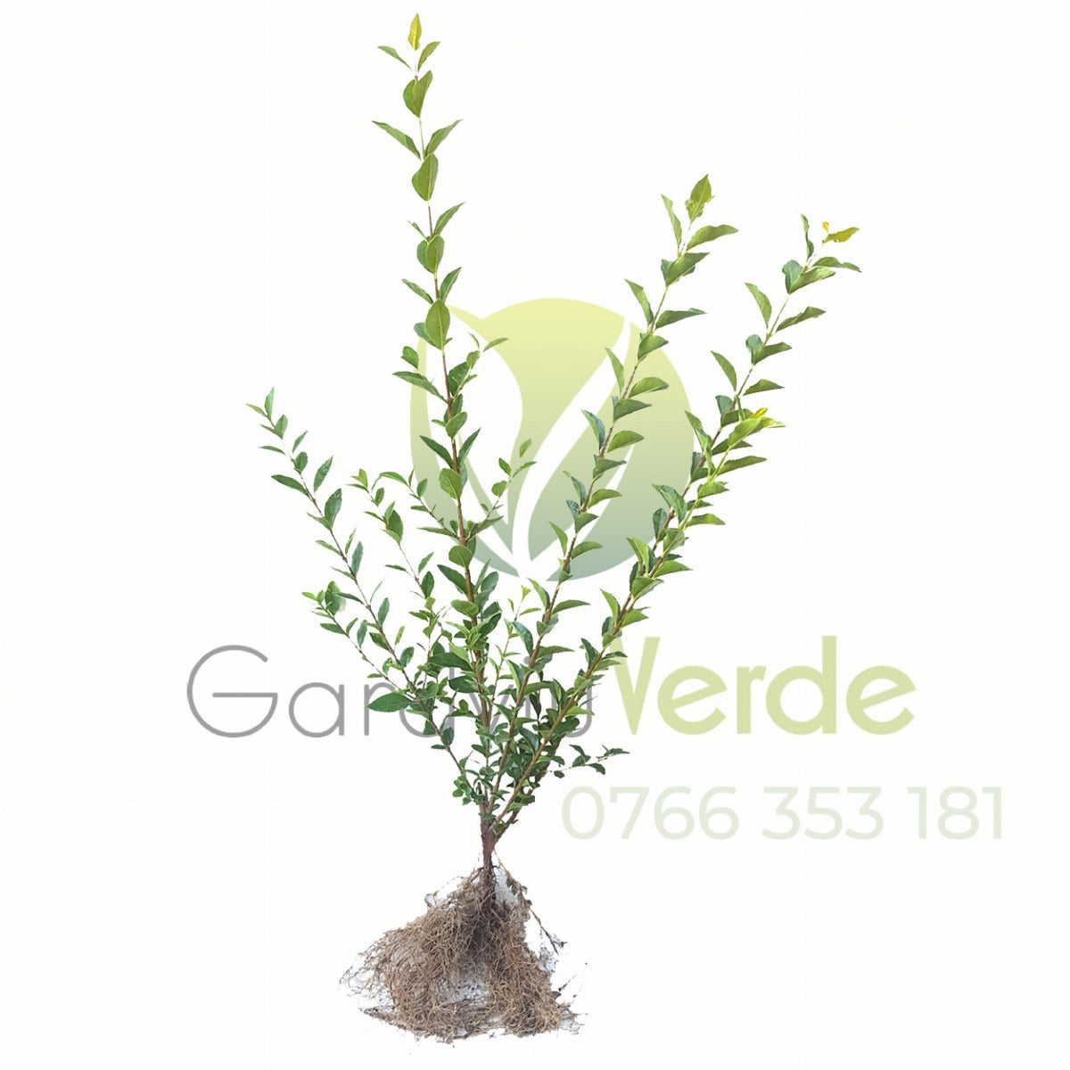 Gard Viu Lemn Câinesc 60-80 cm - [anul 2]
