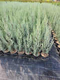 Cupressus Arizonica 100 cm inaltime.