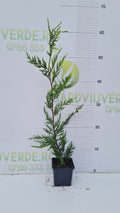 Leylandii 50-60 cm inaltime P9