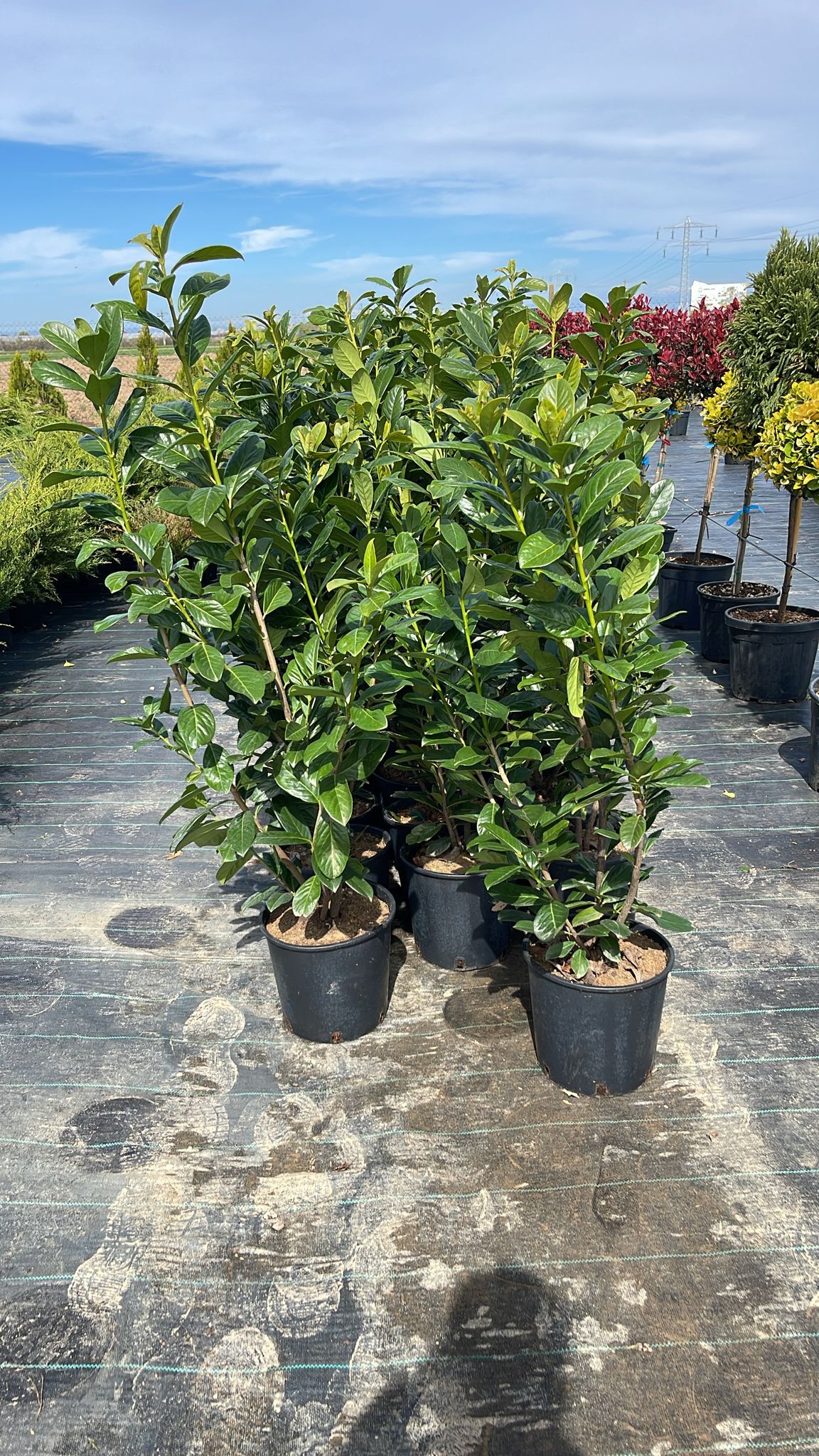 Prunus Laurocerasus Rotundifolia 100-120 cm inaltime