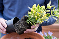 Euonimus Japonicus PACHET 25 de plante 25-30 cm inaltime