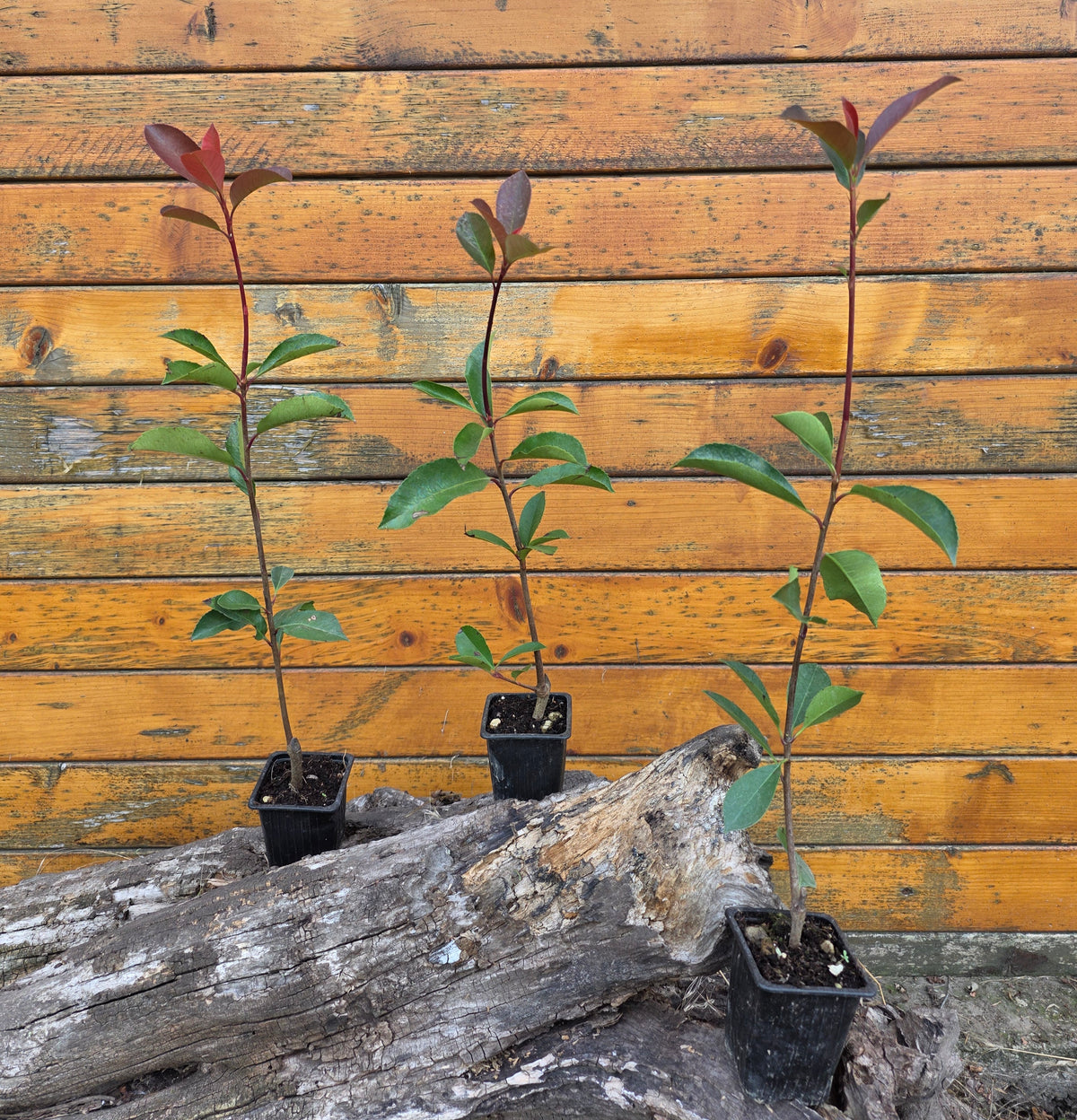 Photinia Red Robin 35-40 cm