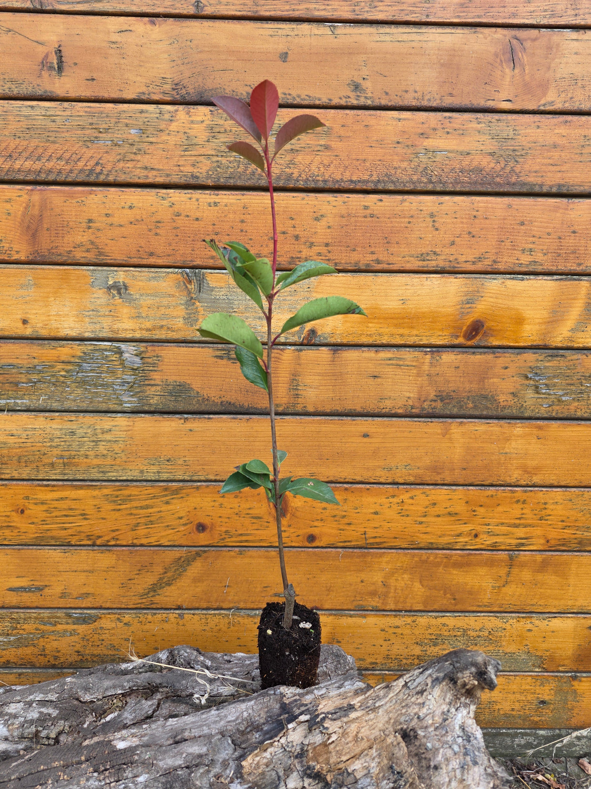 Photinia Red Robin 35-40 cm