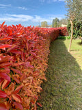 Photinia Red Robin 40-50 cm inaltime P7