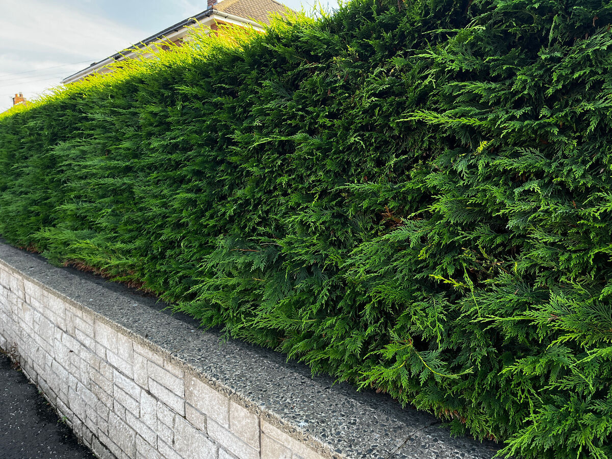 Pachet 50 de plante Leylandii 60-70 cm inaltime